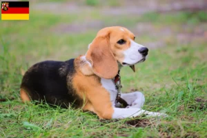Read more about the article Beagle Harrier crescători și căței în Renania-Palatinat