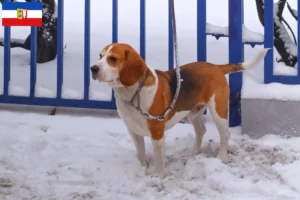 Read more about the article Beagle Harrier crescători și căței în Schleswig-Holstein