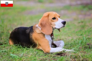 Read more about the article Beagle Harrier crescători și căței în Thuringia