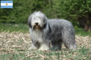 Read more about the article Bearded Collie crescători și căței în Argentina