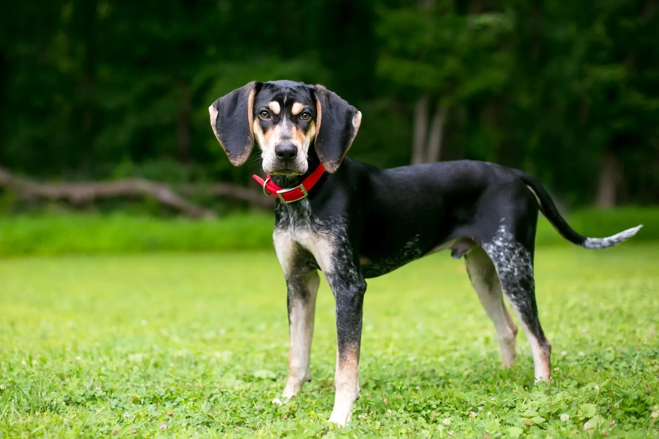 Read more about the article Crescător de Bluetick Coonhound