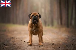 Read more about the article Crescători de Boerboel și căței în Marea Britanie