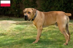 Read more about the article Boerboel crescători și căței în Polonia