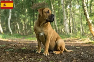 Read more about the article Boerboel crescători și căței în Spania
