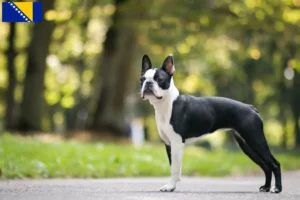 Read more about the article Boston Terrier crescători și căței în Bosnia și Herțegovina
