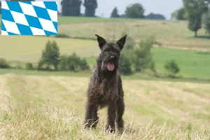 Read more about the article Bouvier des Ardennes crescători și căței în Bavaria