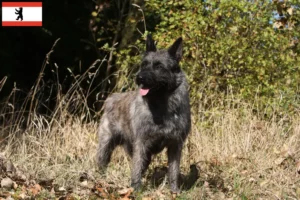 Read more about the article Bouvier des Ardennes crescători și căței în Berlin