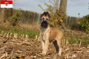 Read more about the article Bouvier des Ardennes crescători și căței în Brandenburg