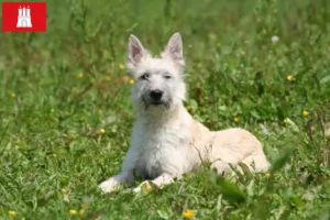 Read more about the article Bouvier des Ardennes crescători și căței în Hamburg