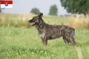 Read more about the article Bouvier des Ardennes crescători și căței în Hessen