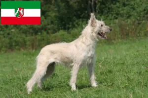 Read more about the article Bouvier des Ardennes crescători și căței în Renania de Nord-Westfalia