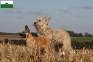 Read more about the article Bouvier des Ardennes crescători și căței în Saxonia