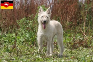 Read more about the article Bouvier des Ardennes crescători și căței în Saxonia Inferioară