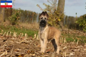 Read more about the article Bouvier des Ardennes crescători și căței în Schleswig-Holstein