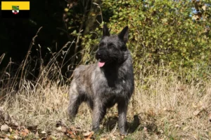 Read more about the article Bouvier des Ardennes crescători și căței în Saxonia-Anhalt
