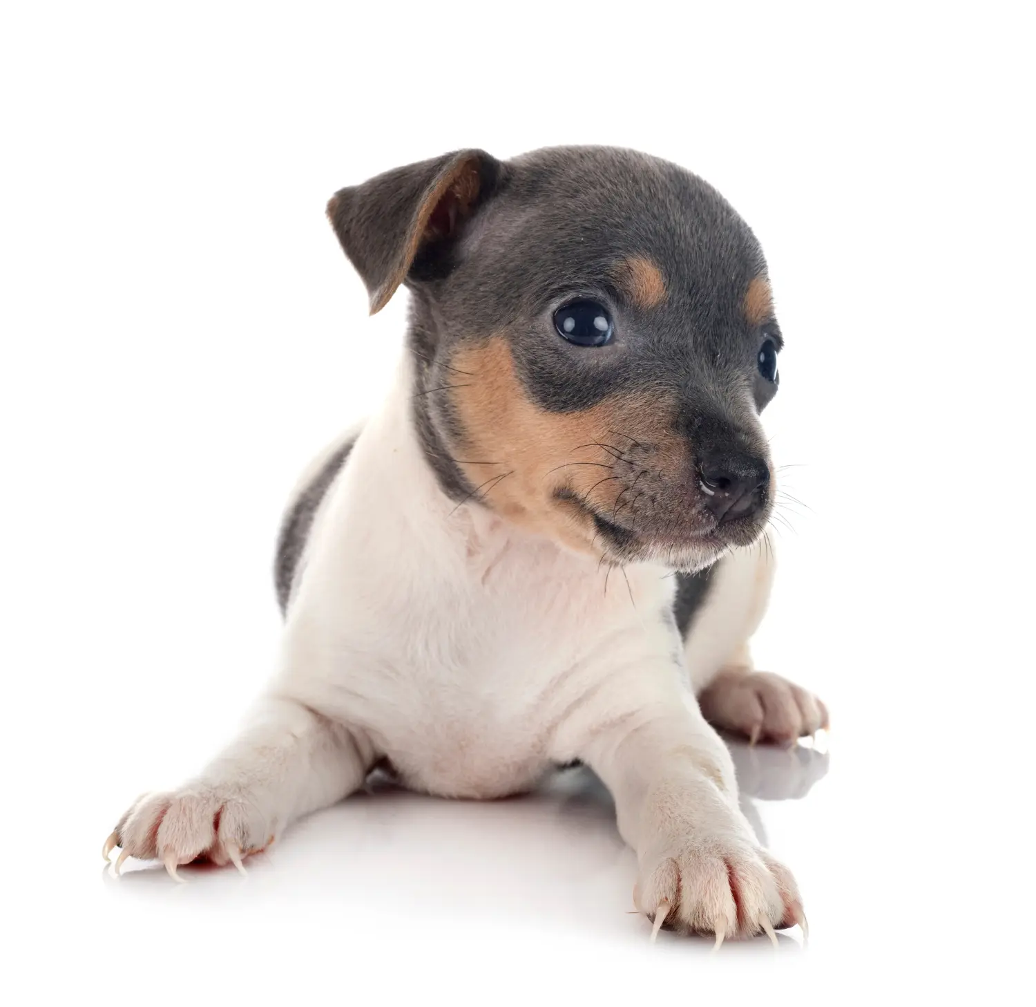 Cumpărarea unui cățeluș Terrier brazilian înseamnă asumarea responsabilității! Cumpărați cățeluși brazilieni Terrier.