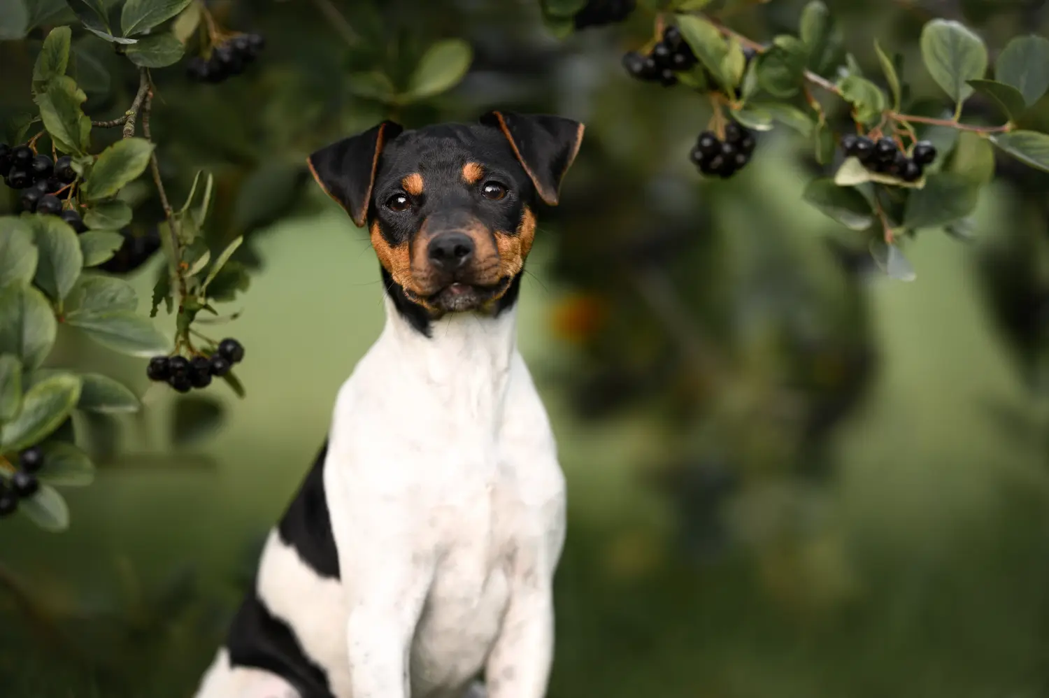 Cumpărarea unui cățeluș Terrier brazilian înseamnă asumarea responsabilității! Cumpărați cățeluși brazilieni Terrier.