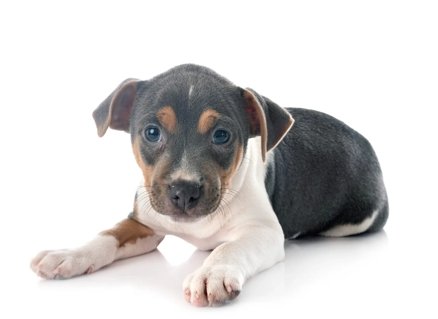 Cumpărarea unui cățeluș Terrier brazilian înseamnă asumarea responsabilității! Cumpărați cățeluși brazilieni Terrier.