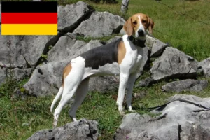 Read more about the article Crescători de câini de vânătoare francezi și căței în Germania