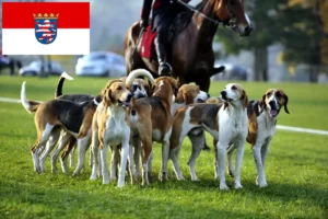 Read more about the article Crescători de câini de vânătoare francezi și căței în Hessen