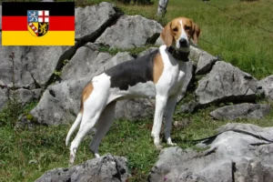 Read more about the article Crescător de câini de vânătoare francezi și căței în Saarland