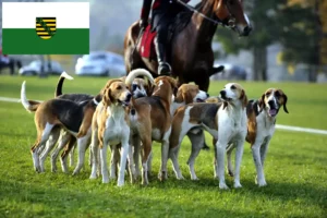 Read more about the article Crescători de câini de vânătoare francezi și căței în Saxonia