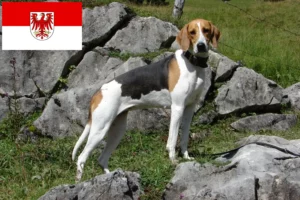 Read more about the article Crescători de câini de vânătoare francezi și căței în Brandenburg