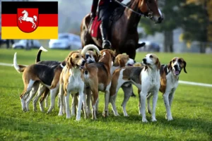Read more about the article Crescători de câini de vânătoare francezi și căței în Saxonia Inferioară