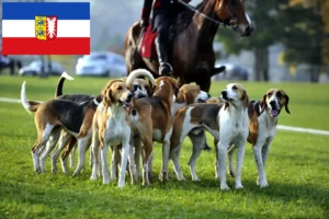 Read more about the article Crescători de câini de vânătoare francezi și căței în Schleswig-Holstein