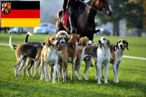 Read more about the article Crescători de câini de vânătoare francezi și căței în Rhineland-Palatinate