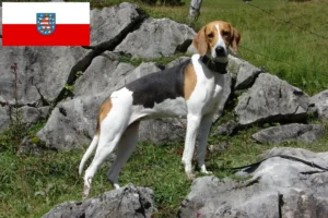 Read more about the article Crescători de câini de vânătoare francezi și căței în Thuringia