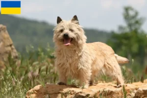 Read more about the article Cairn Terrier crescători și căței în Ucraina