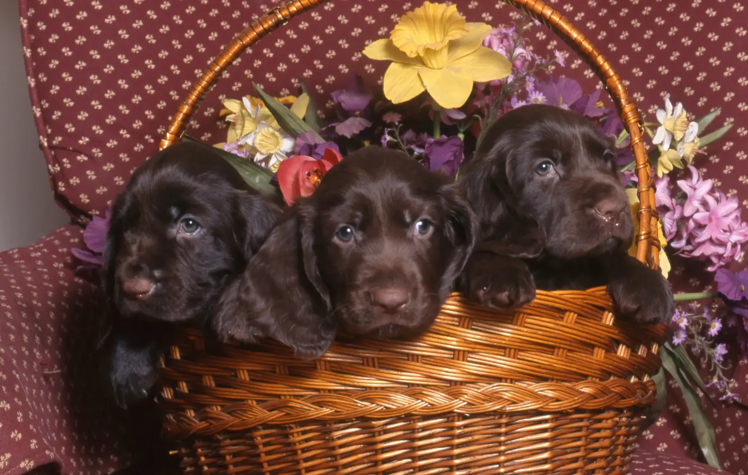 Cumpărarea unui cățel Field Spaniel înseamnă asumarea responsabilității! Cumpărați căței Field Spaniel.