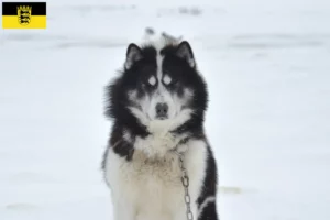 Read more about the article Canadian Eskimo Dog Breeder și cățeluși în Baden-Württemberg