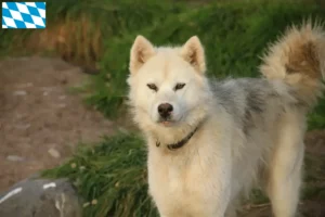 Read more about the article Canadian Eskimo Dog Breeder și căței în Bavaria