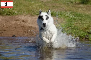 Read more about the article Canadian Eskimo Dog Breeder și cățeluși în Berlin