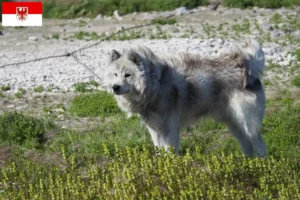 Read more about the article Canadian Eskimo Dog Breeder și cățeluși în Brandenburg