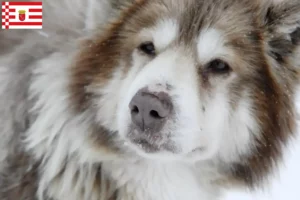 Read more about the article Canadian Eskimo Dog Breeder și cățeluși în Bremen