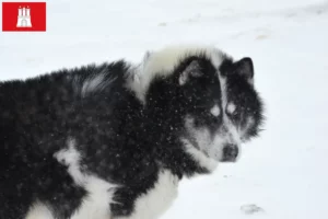 Read more about the article Canadian Eskimo Dog Breeder și cățeluși în Hamburg