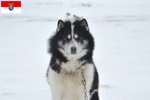 Read more about the article Canadian Eskimo Dog Breeder și căței în Hesse