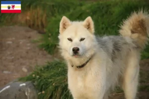 Read more about the article Canadian Eskimo Dog Breeder și cățeluși în Mecklenburg-Vorpommern