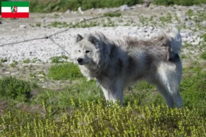 Read more about the article Canadian Eskimo Dog Breeder și cățeluși în Renania de Nord-Westfalia