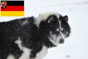 Read more about the article Canadian Eskimo Dog Breeder și cățeluși în Renania-Palatinat