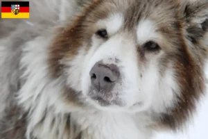 Read more about the article Canadian Eskimo Dog Breeder și cățeluși în Saarland