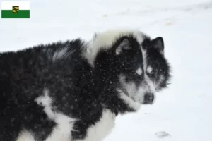 Read more about the article Canadian Eskimo Dog Breeder și căței în Saxonia