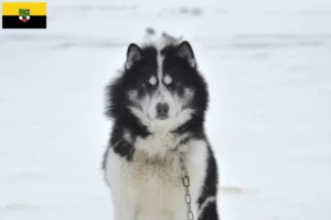 Read more about the article Canadian Eskimo Dog Breeder și cățeluși în Saxonia-Anhalt