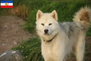 Read more about the article Canadian Eskimo Dog Breeder și cățeluși în Schleswig-Holstein