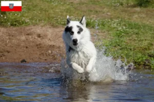 Read more about the article Canadian Eskimo Dog Breeder și cățeluși în Thuringia