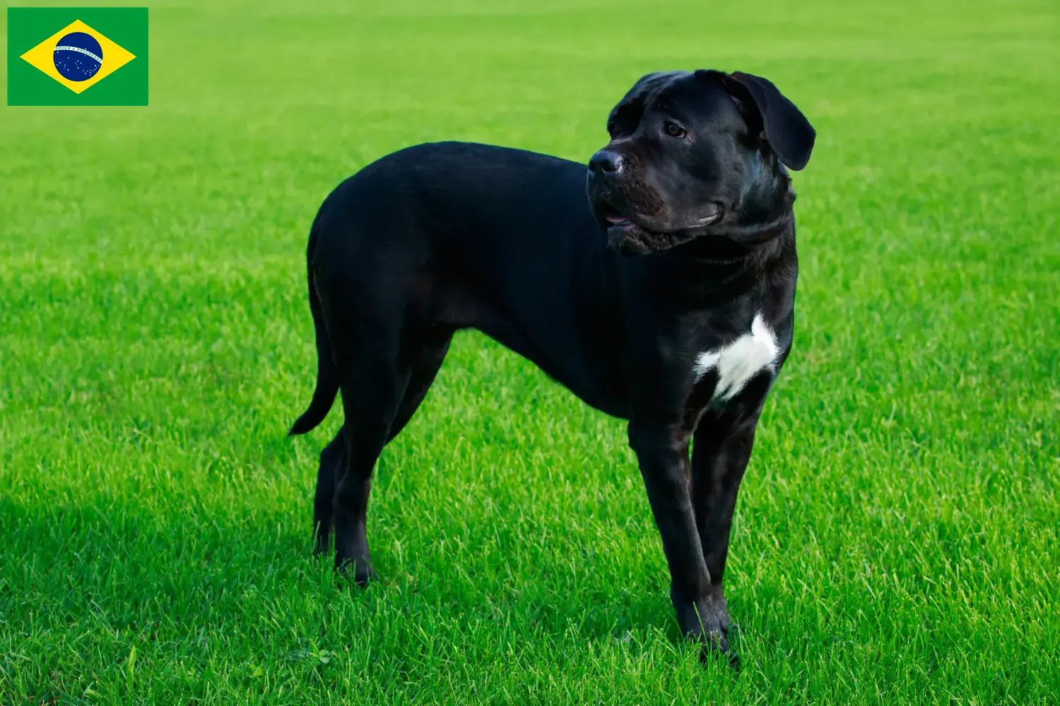 Cane Corso Italiano căței și crescători Brazilia Găsiți crescători de Cane Corso Italianos în Brazilia.
