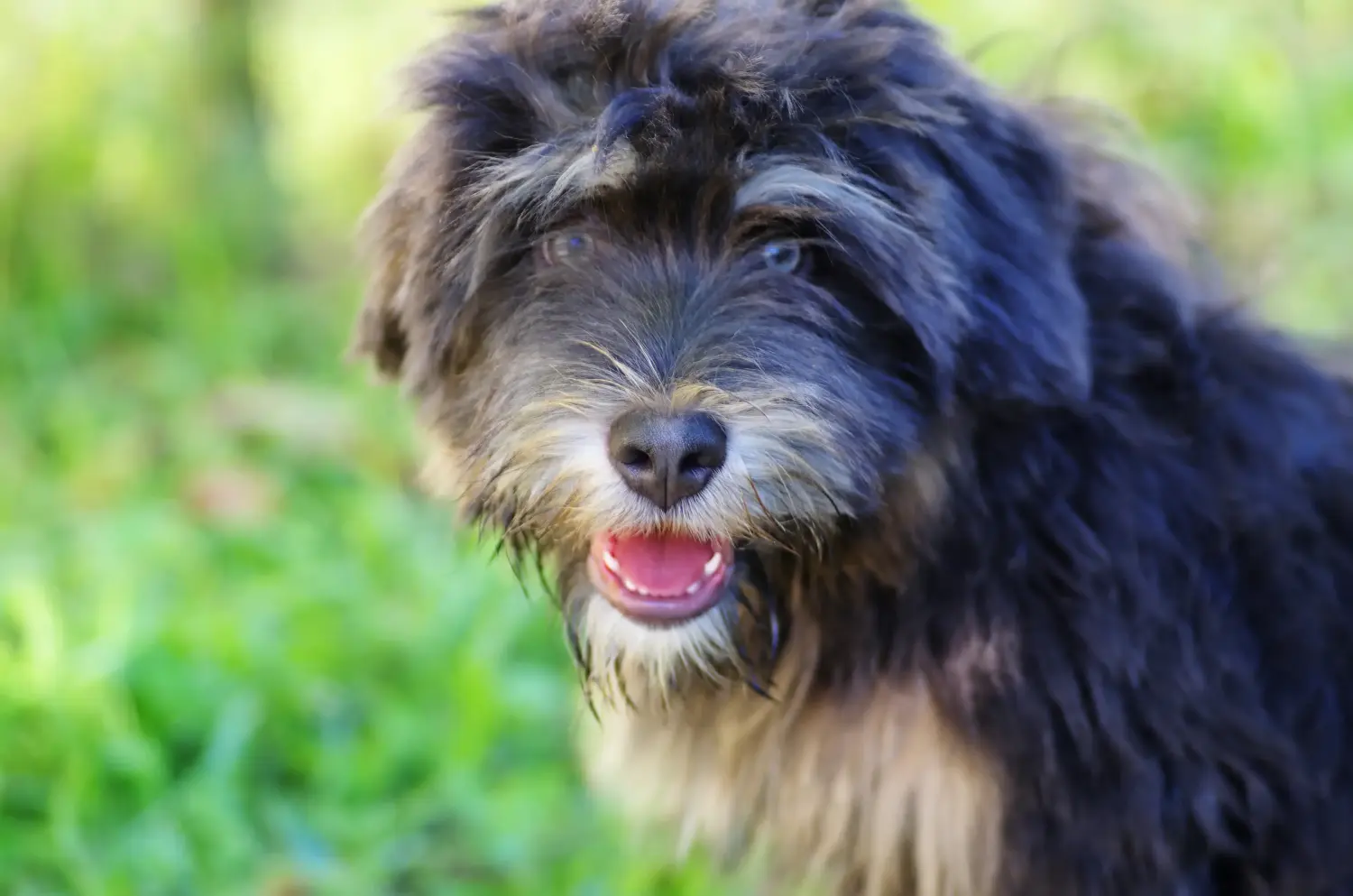 Cumpărarea unui cățel Cão da Serra de Aires înseamnă asumarea responsabilității! Cumpărați cățeluși Cão da Serra de Aires.